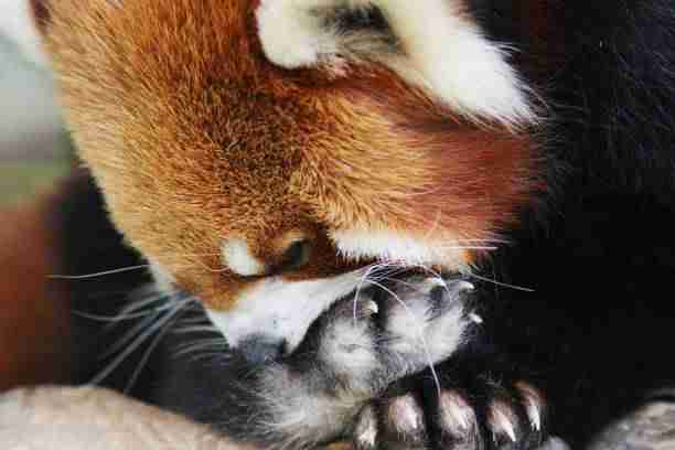 A Cute Red Panda's Semi-Retractable Claws 