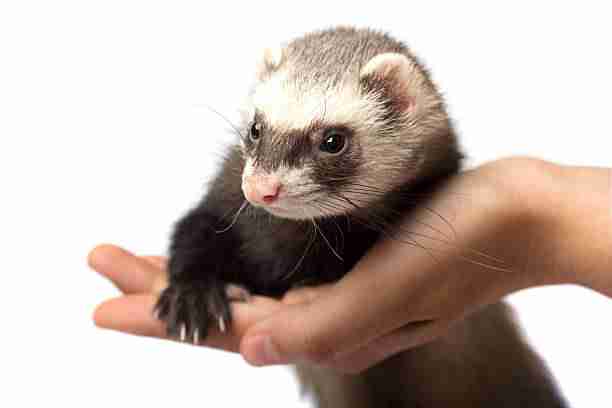 A Ferret's five-Toed Front Paw With Fixed (Non-Retractable) Claws