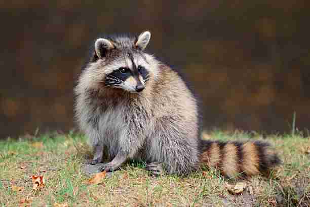 A Raccoon - Close Relative to Red Pandas 