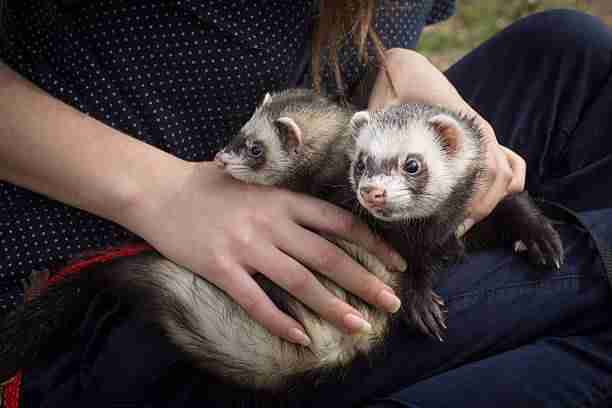 A Lady Holding Her Two Pet Ferrets