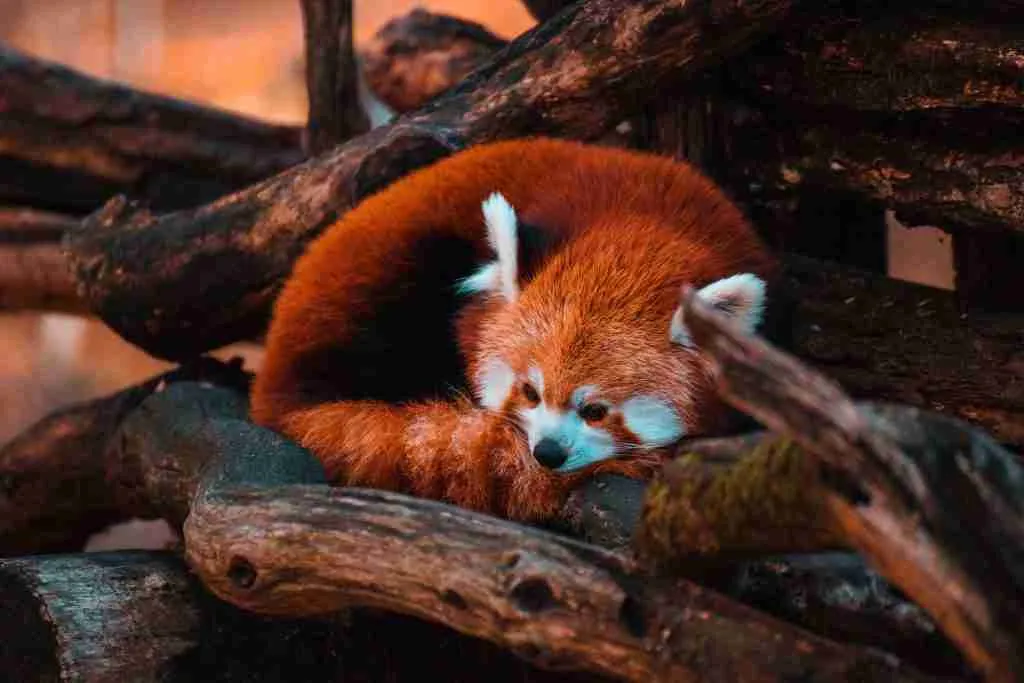 A Red Panda About to Sleep