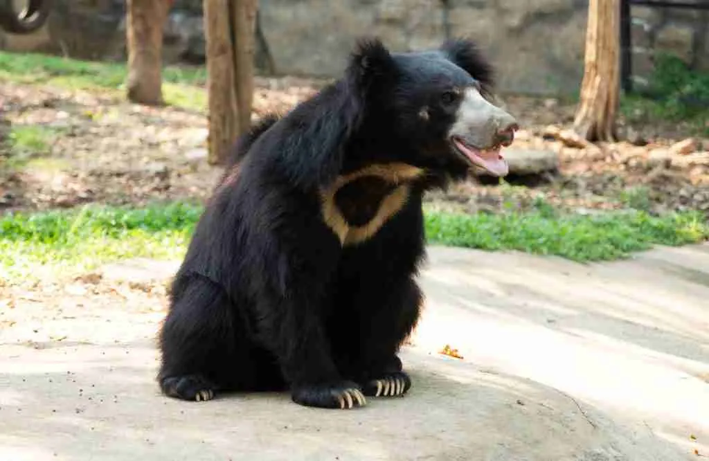Sloth Bear - Warm-Blooded Bear Species 