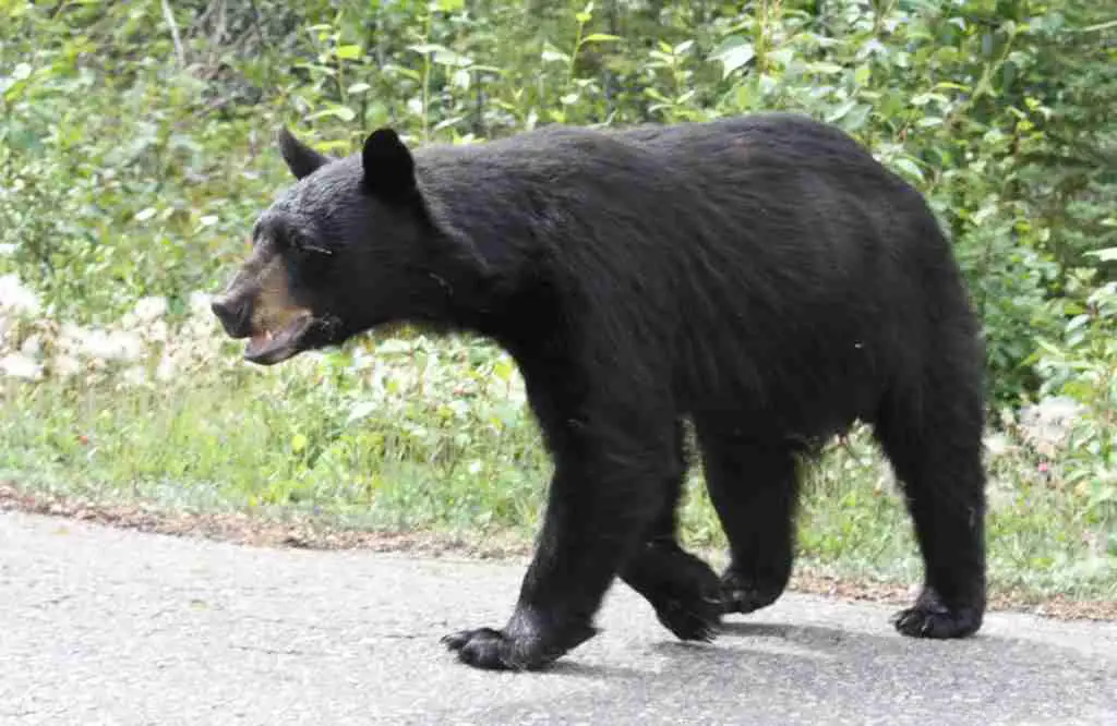 Black Bear - Warm-Blooded Bear Species