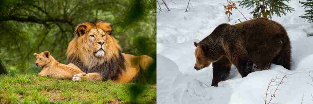 Lions and Bears - Two Different Creatures That Cannot Mate Themselves and Produce Offspring