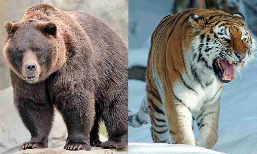 Bear and Tigers - Two Different Species That Cannot Mate Themselves and Produce Hybrids