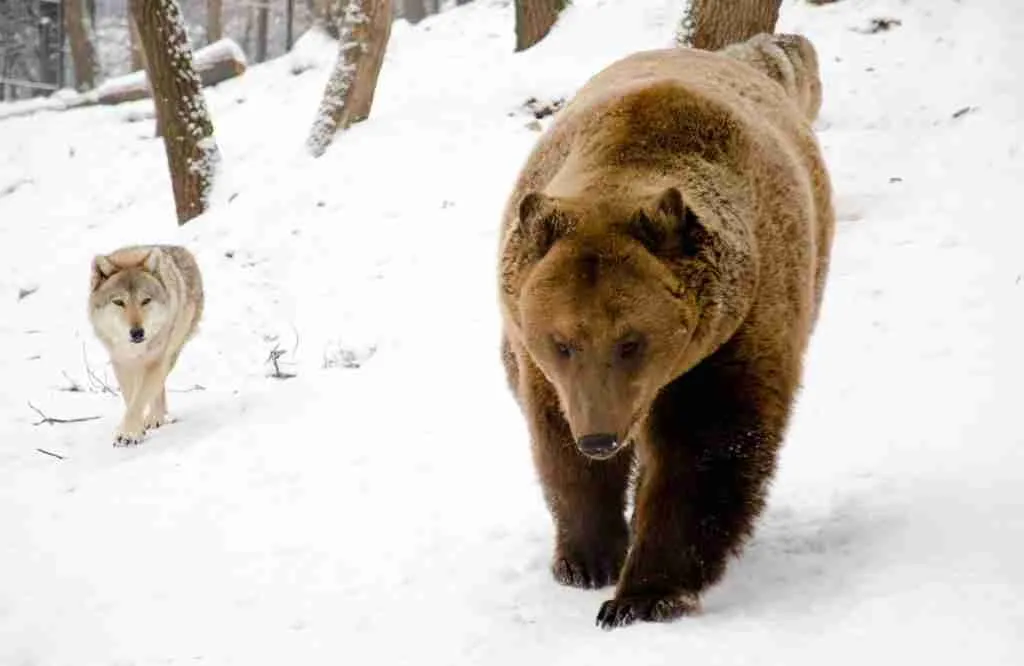A Wolf and Brown Bear Walking Together