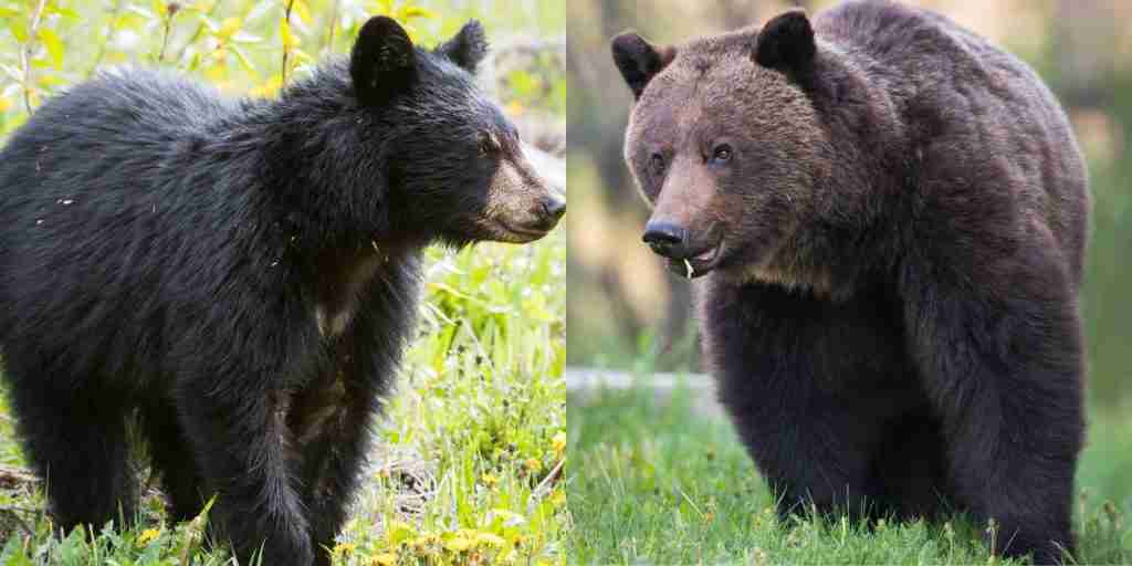 Black bears and Grizzly Bears - Two Different Bear Species That Cannot Mate Themselves and Produce Hybrids