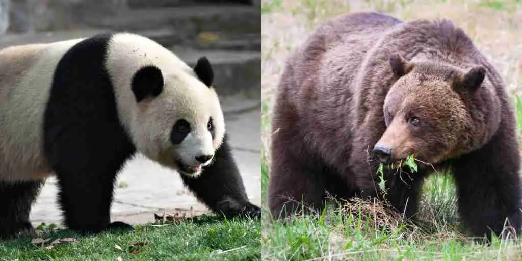 Pandas Bears and Grizzly Bears - Two Different Species of Bears That Can't Mate Themselves
