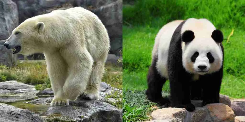 Polat Bears and Giant Pandas - Two Different Bear Species That Cannot Mate Themselves and Produce Hybrids