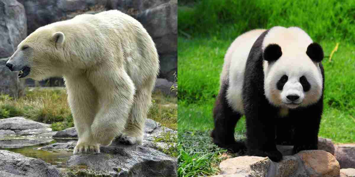 Can Bears Mate With Other Bears (Other Animals)? | Solved!
