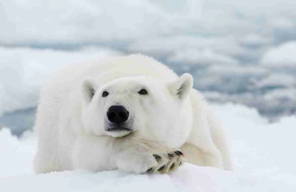 A Polar Bear Lying On Snow
