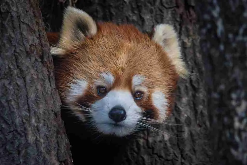 A Cute Red Panda's Beautiful Brown Eyes