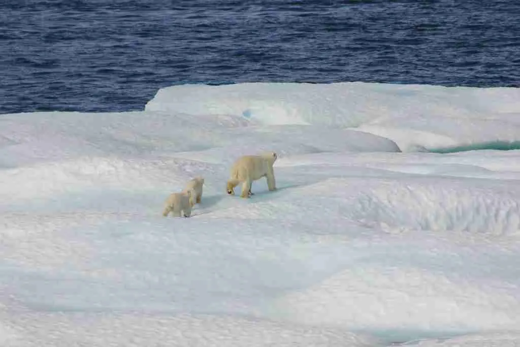 Mother Polar Bear Walking with Cubs in Snowy Habitat