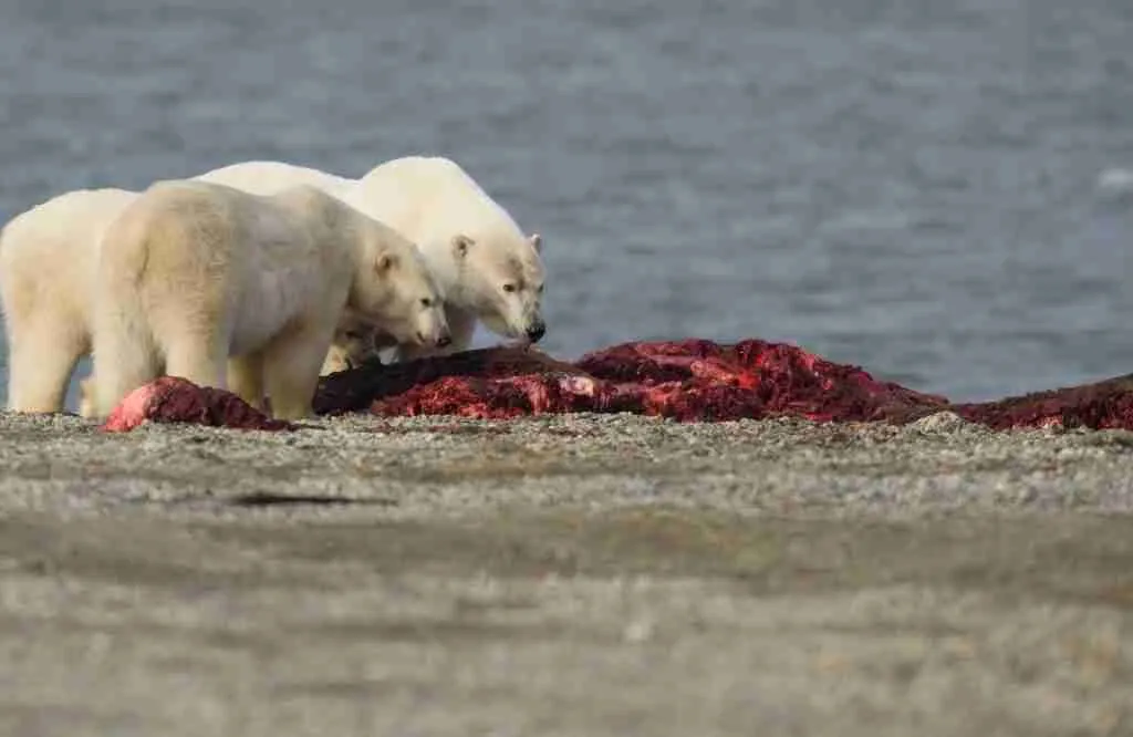 Three Polar Bears Eating Meat