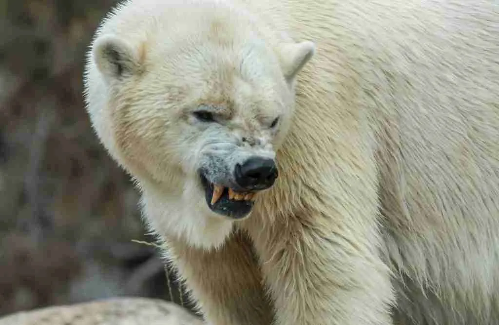 A Polar Bear's Sharp Teeth