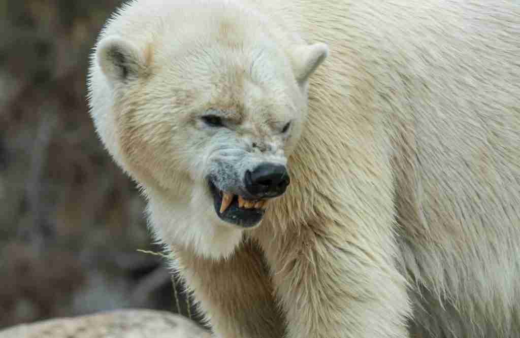 A Polar Bear's Sharp Teeth