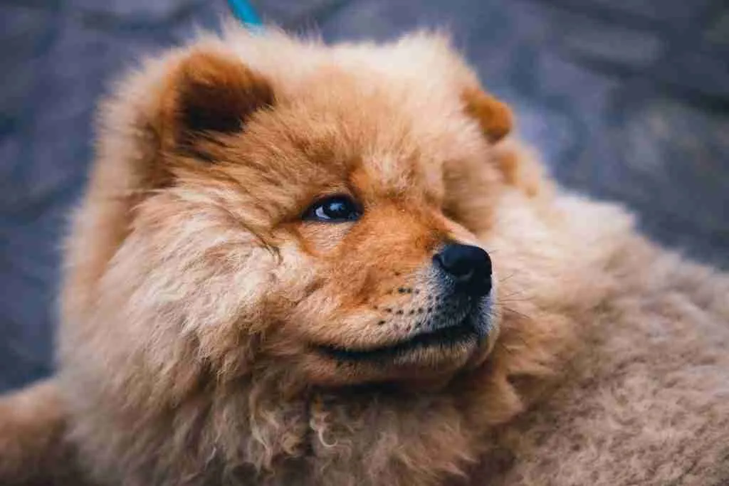 a Chow Chow breed