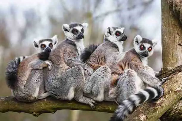 Lemurs – Close Relatives of Monkeys