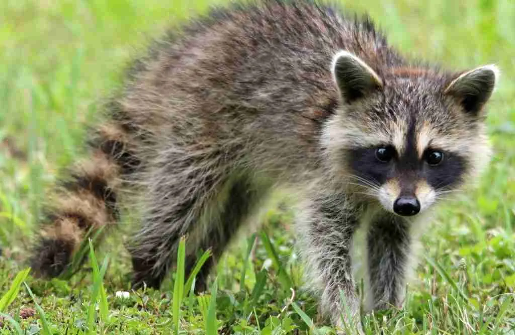 Raccoon - A Mustelid Closely Related to Red Pandas
