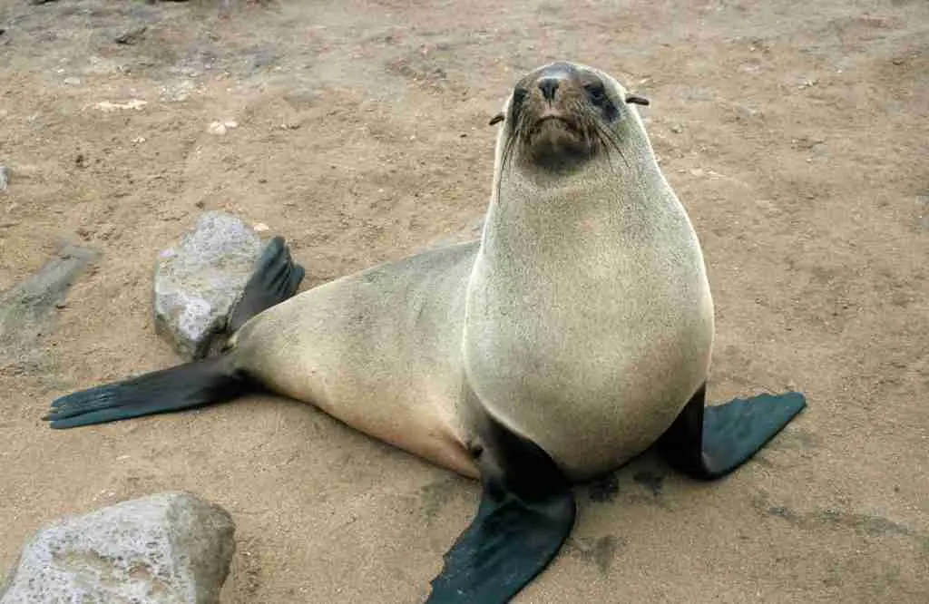 An Eared Seal (Sea Lion) - Close Relative of Walruses