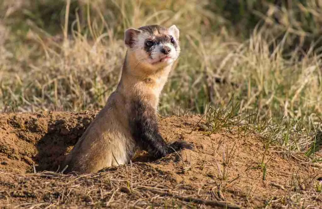 A Ferret Coming Out of a Burrow - Close Relative of Weasels 