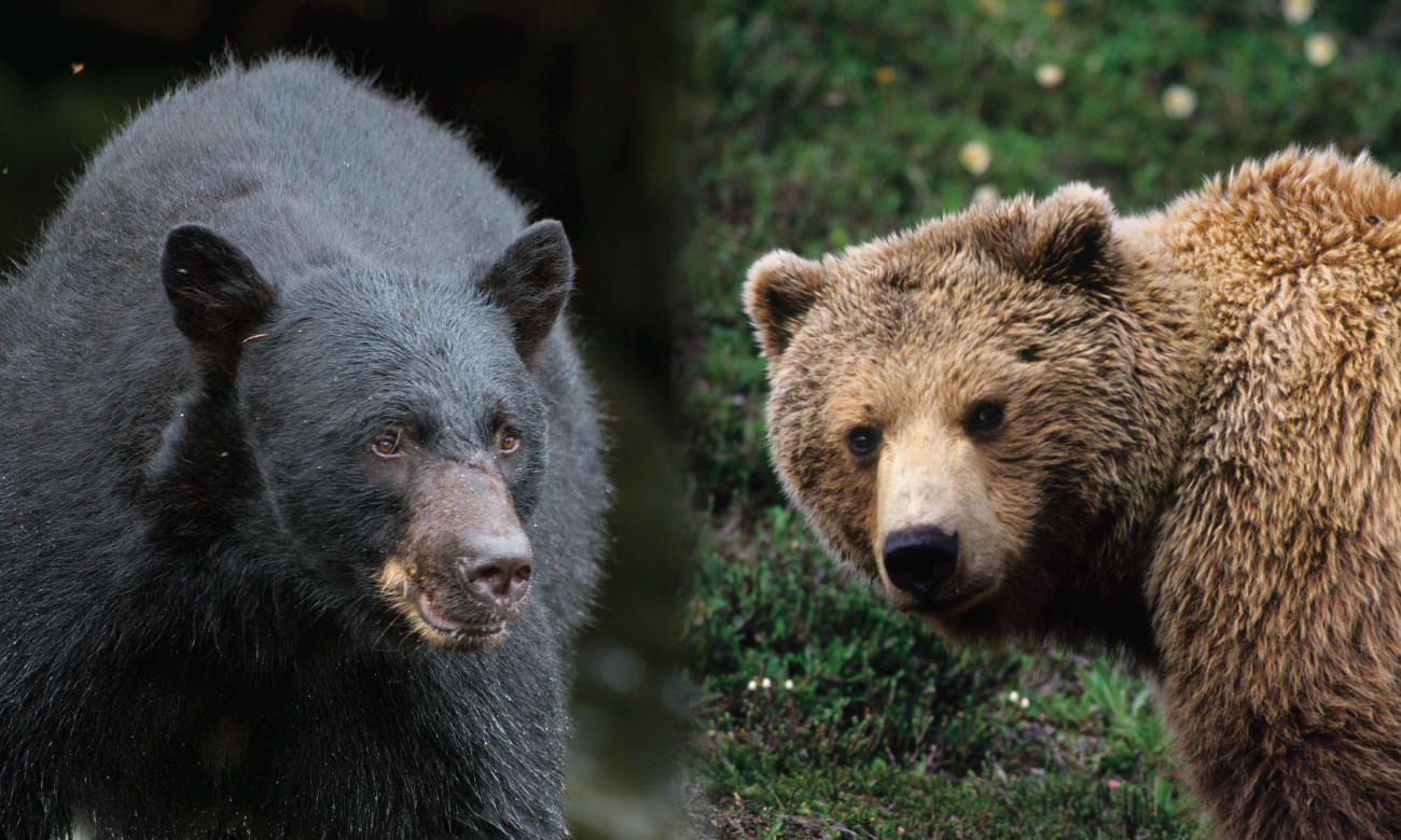 ieas-news-black-bears-vs-brown-bears-what-s-the-difference