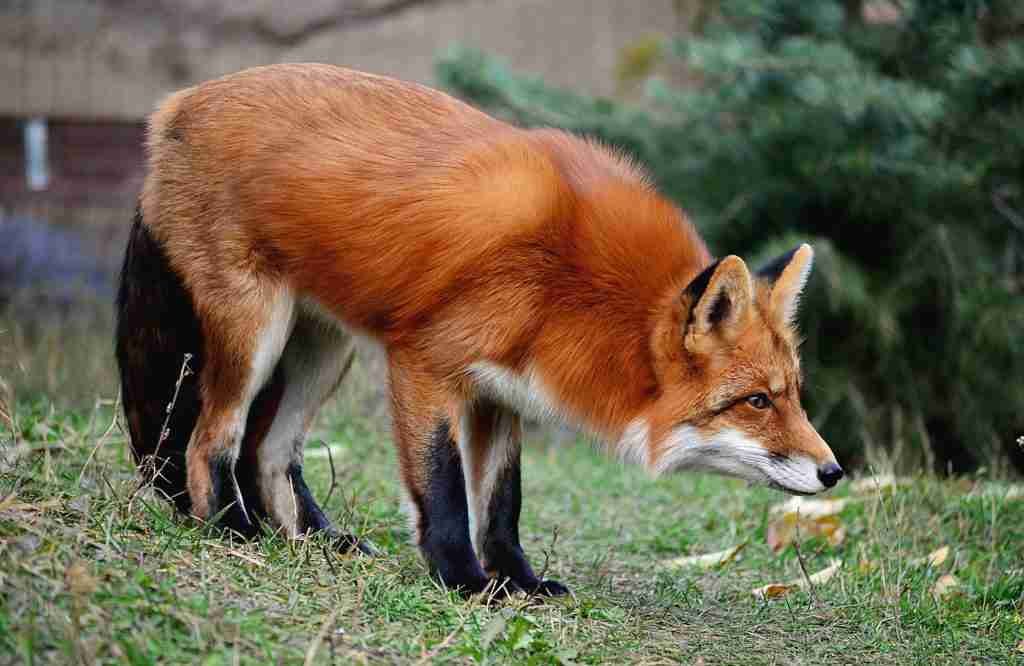 A Red Fox's Reddish-brown Fur 