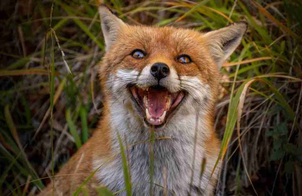 A Fox's Mouth Wide Open Showing Its Canine Teeth