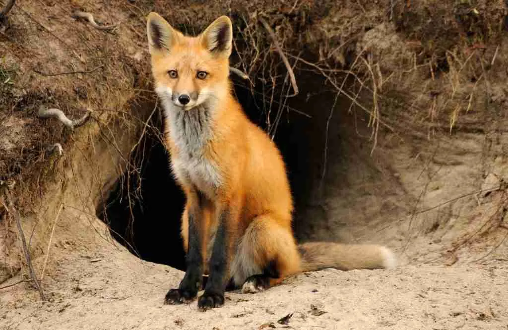 A Fox Sitting Outside Its Den
