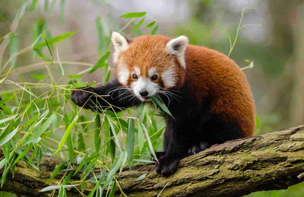 Red Panda Eating Bamboo Leaves