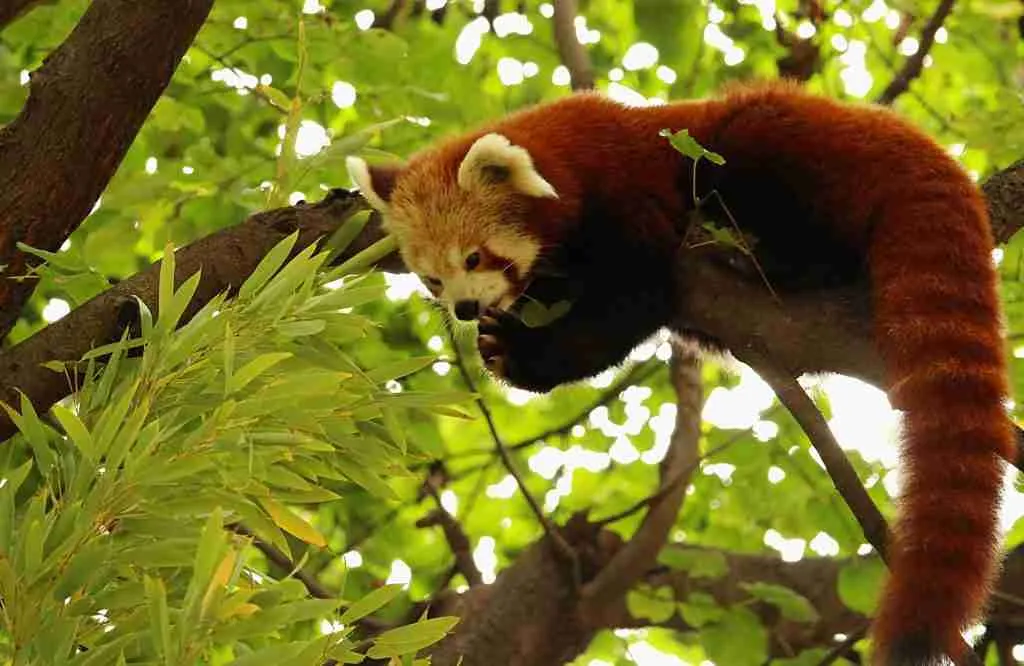A Red Panda on a Tree Branch 
