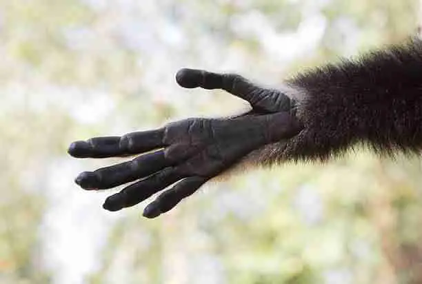 A Monkey's Five Grasping Fingers