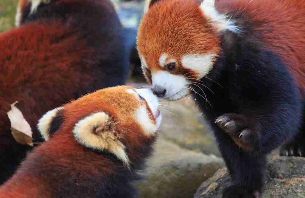Red Pandas - The Only Surviving Members of the Ailuridae Family 