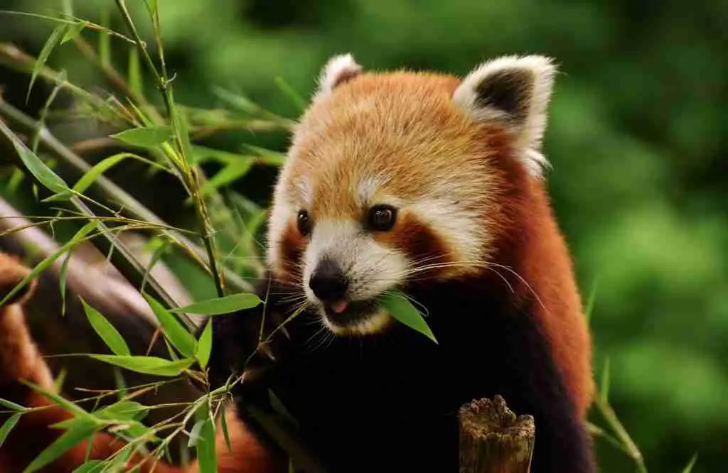 A Cute Red Panda Eating Bamboo