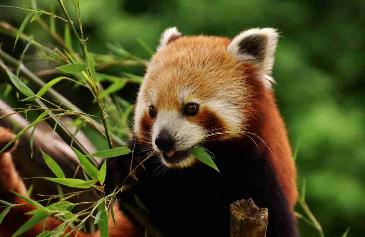 Are Red Pandas Monkeys? (Similarities & Differences)