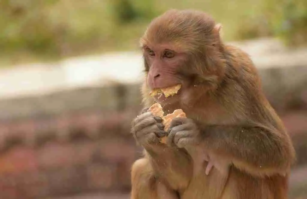 A Monkey Eating