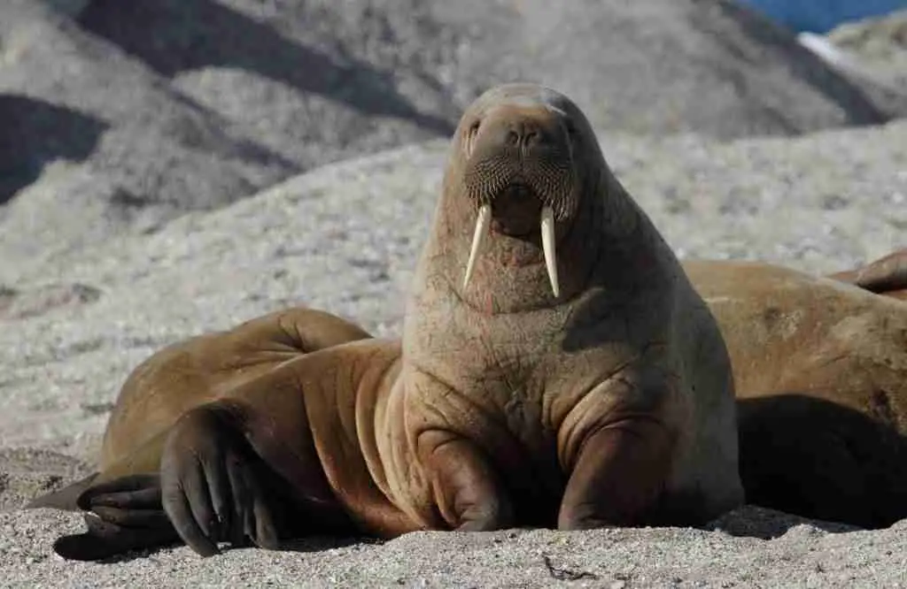 A Walrus's Wrinkled and Rounded Body
