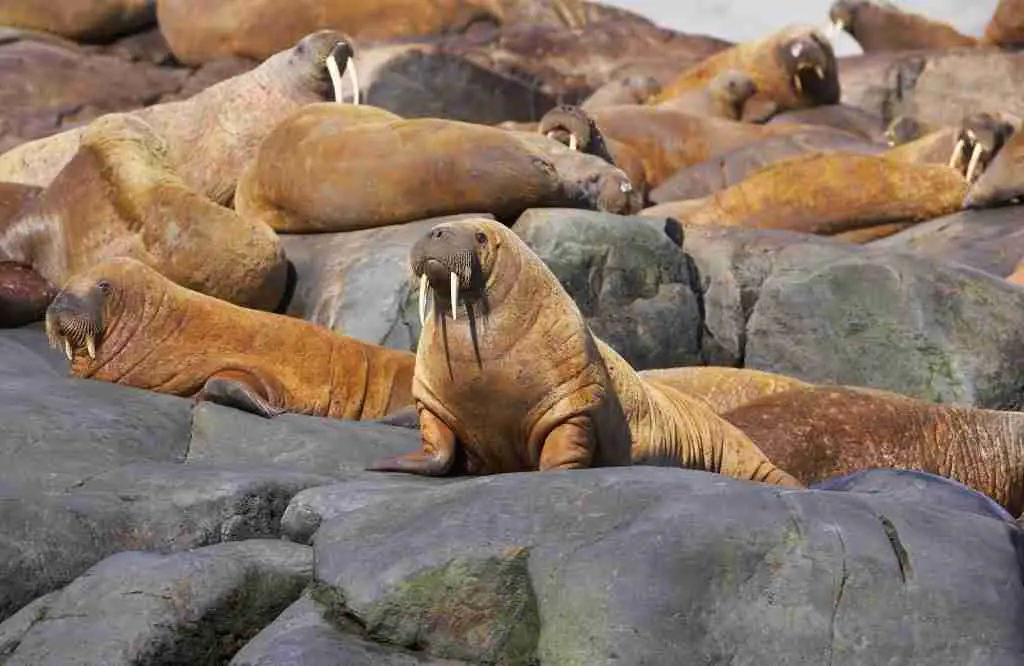 A Herd of Walruses Living Together