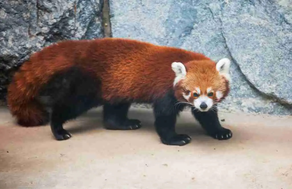 A Red Panda's Beautiful Reddish-Brown Fur