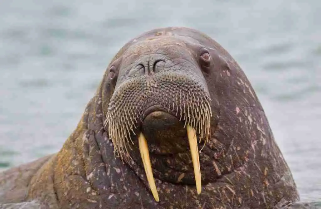 A Walrus's Pair of Long Tusks