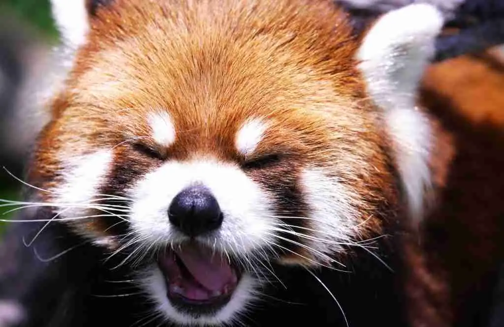 A Red Panda's Pair of Short Canines
