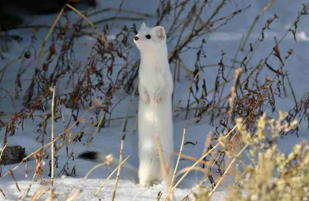 A Weasel Completely White During Winter 
