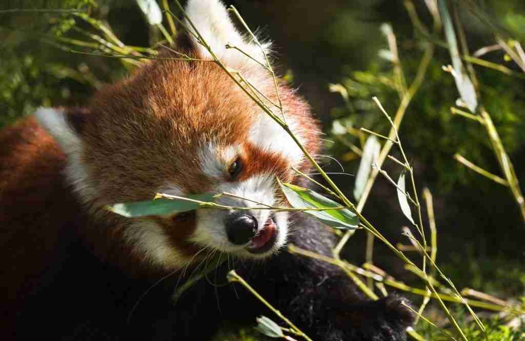 Red Panda Eating Bamboo