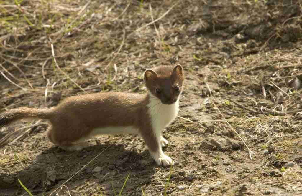 Weasel on Farmland