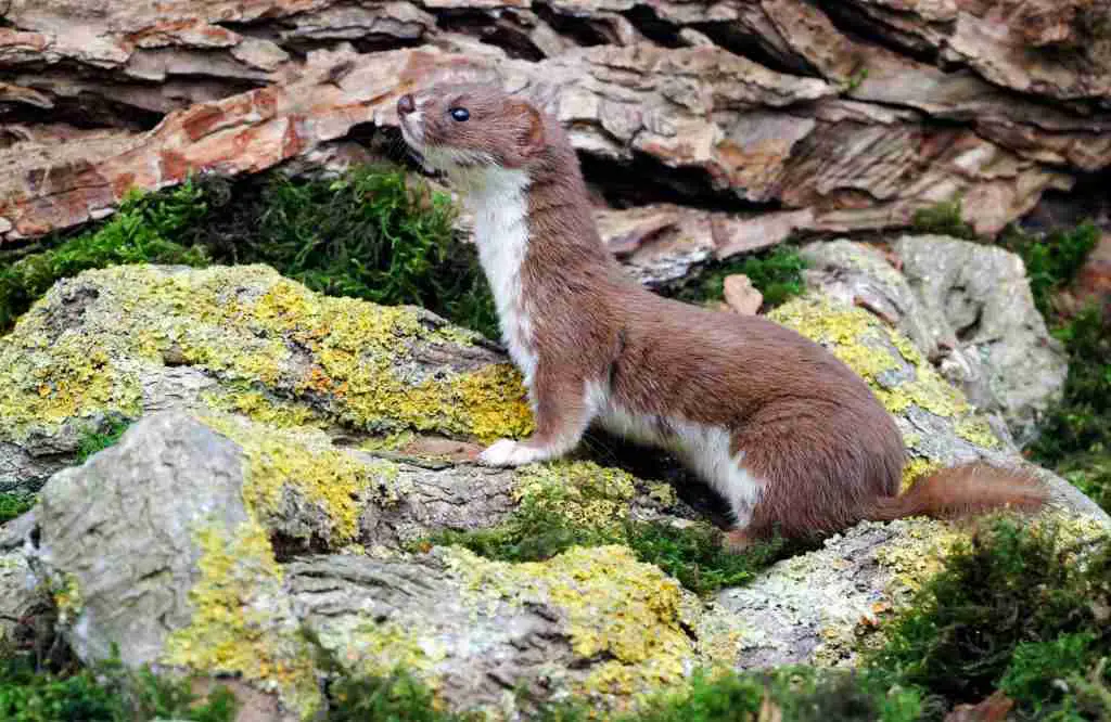 A Weasel's Brown and White Fur