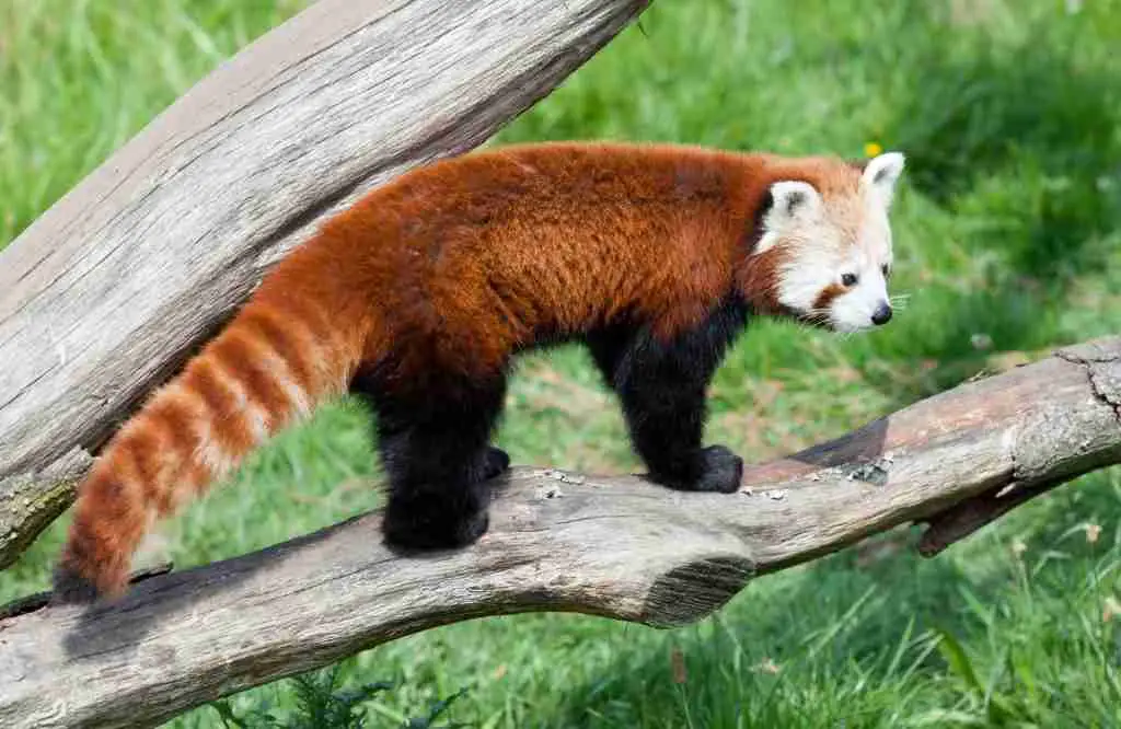 A Red Panda's Beautiful Reddish-Brown Fur