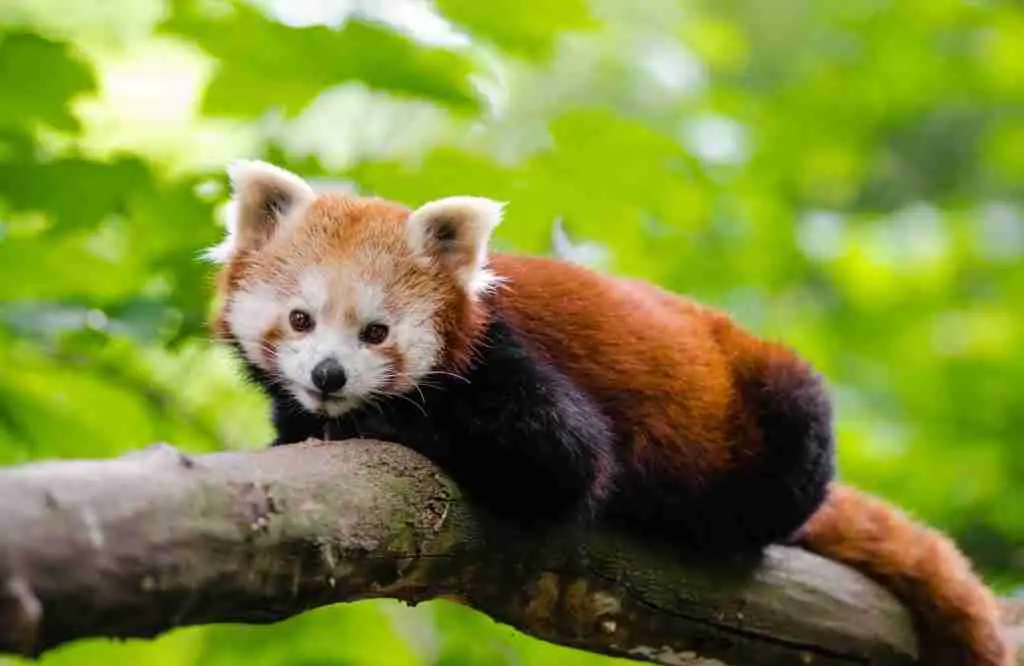 Red Panda Resting on a Tree Branch 
