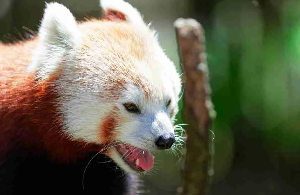 A Red Panda's Small Canine Teeth