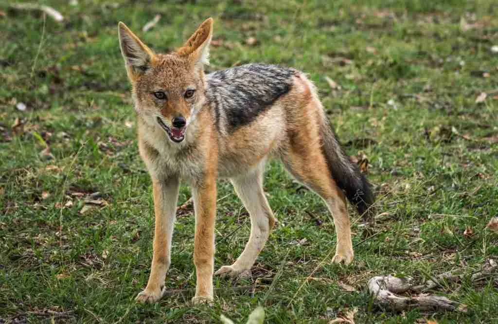A Jackal - A Canine That's Closely Related to Foxes