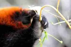 A Red Panda's Semi-Retractable Claws